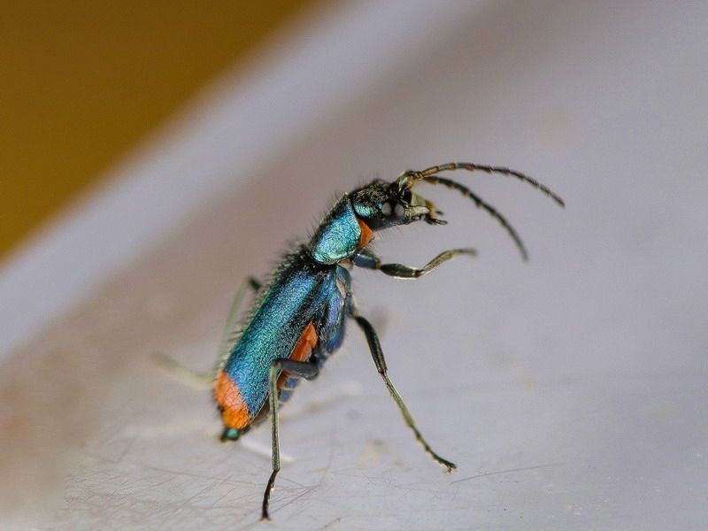 Malachiidae - Malachius sp.?   No, Clanoptilus spinipennis ssp. brevispina